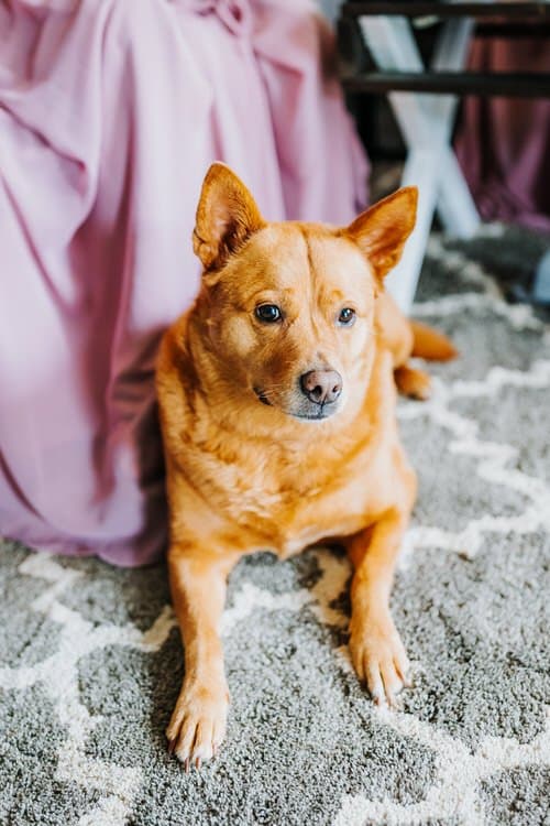 Orange-tan dog lying on a gray and white patterned rug indoors. Pink fabric and a wooden furniture piece are blurred.